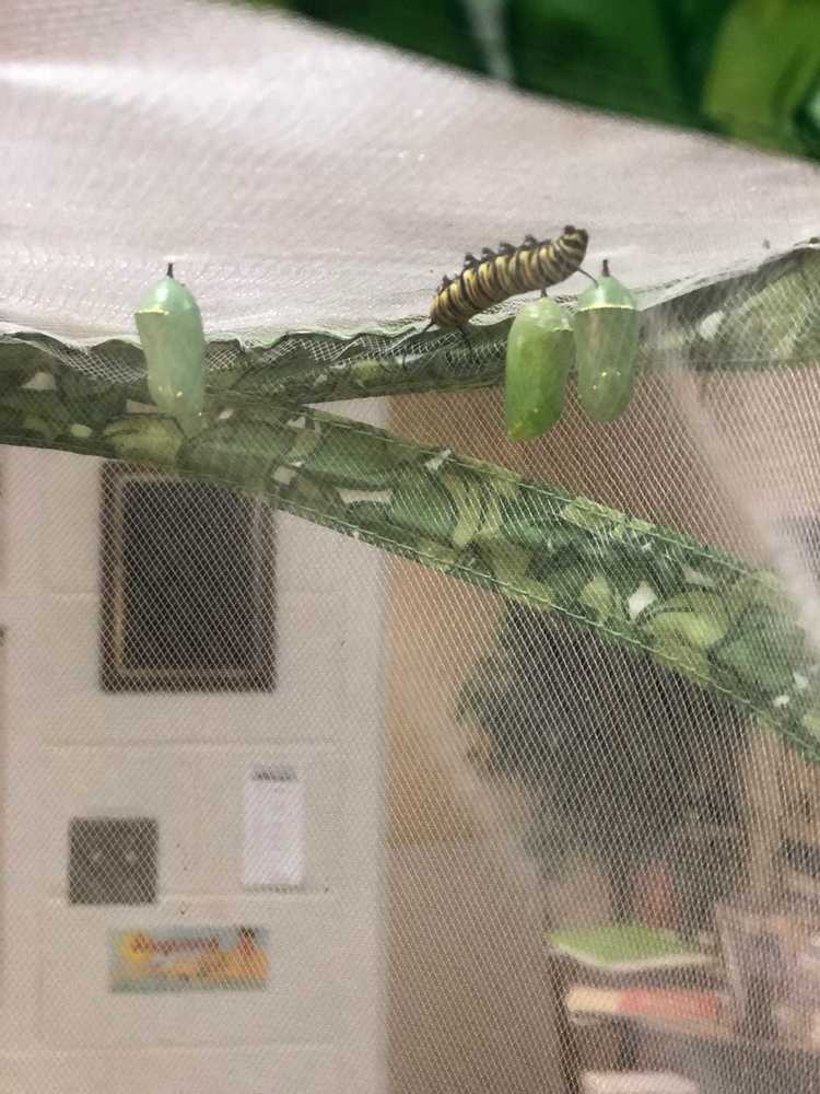 catepillar