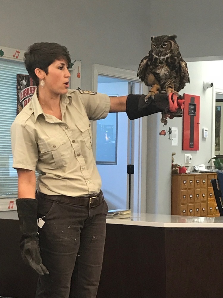 Learning about owls
