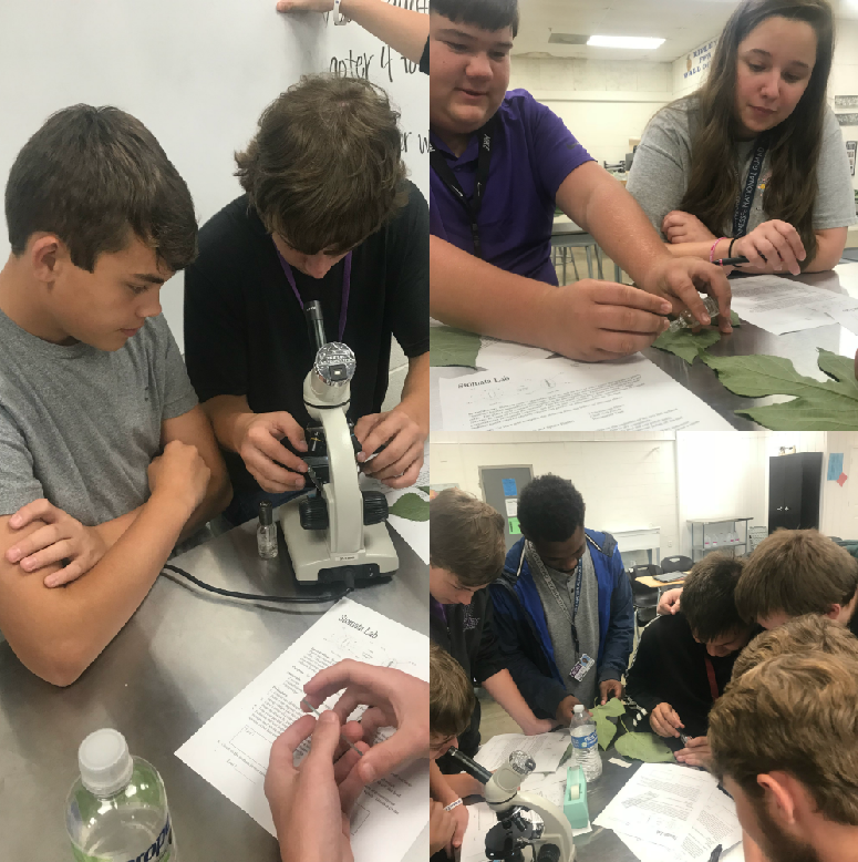 Students in Plant Science class conducted labs to locate the stomata in various plants.